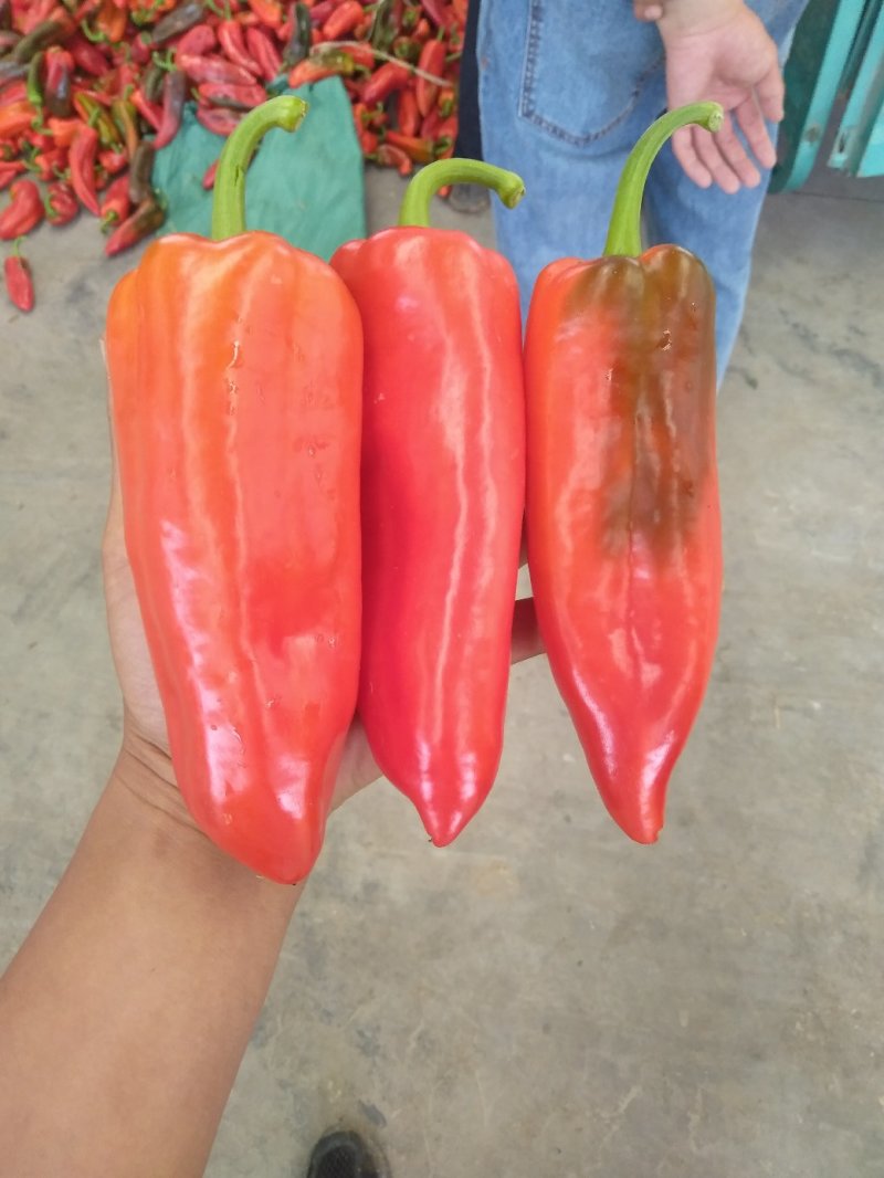 精品红泡椒，泡椒，鲜辣椒。有量，产地直发。