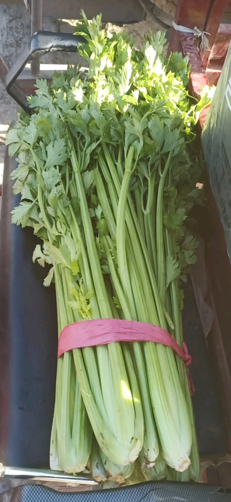 芹菜新鲜上市产地直发直销没有中间差价欢迎选购