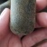 化州橘红压果假一赔三（产地直销）规格2.8cm量大从优
