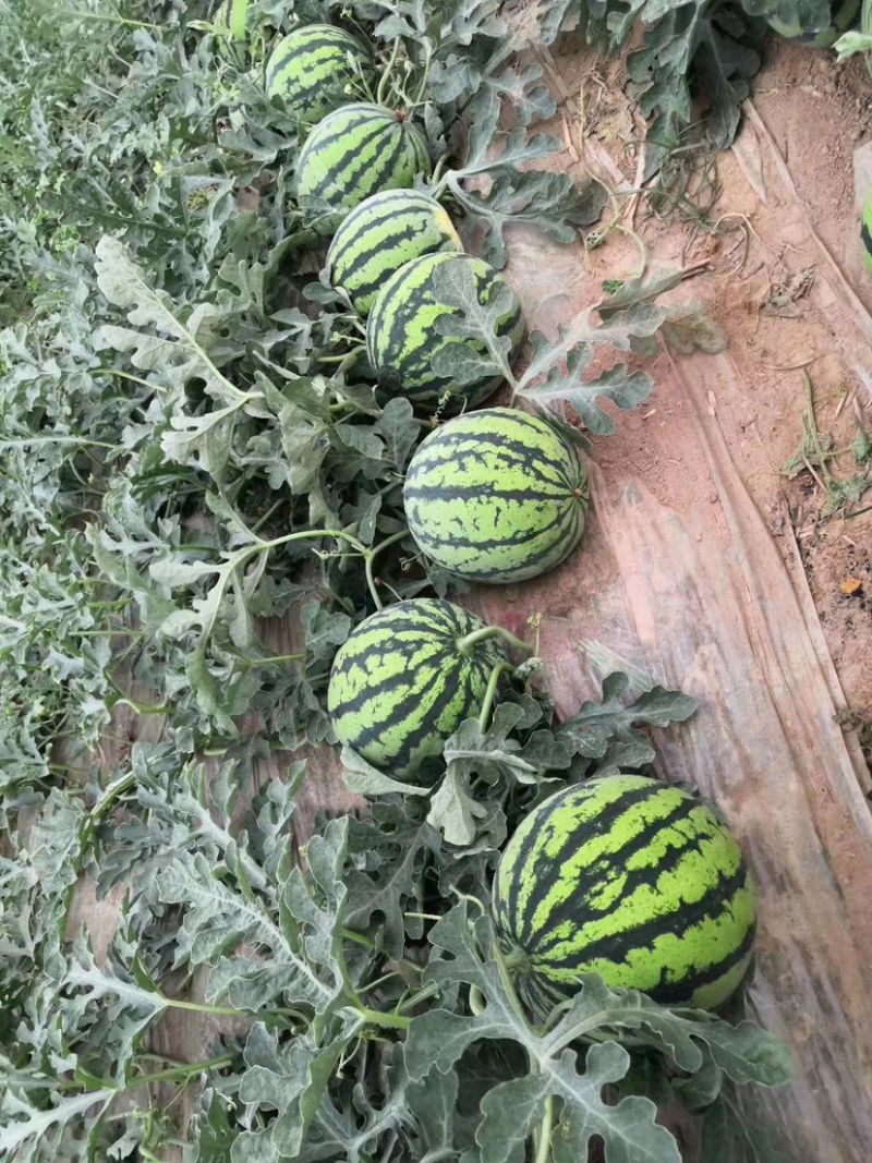 精品麒麟美都价格便宜
