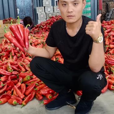 红泡椒大量上市品种好产地批发质量保证代发全国