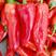 红泡椒大量上市品种好产地批发质量保证代发全国