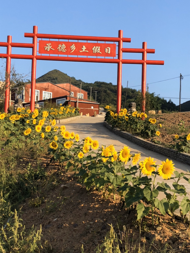 承德有机西红柿酵素，自己发酵一年以上。