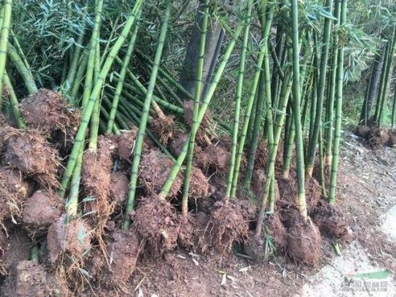 雷竹苗，细叶黑头、大叶