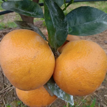 金秀夏橙，保健水果，甜蜜清新，欢迎地头采购