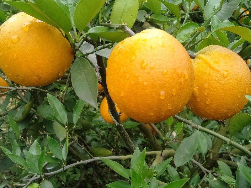 金秀夏橙，保健水果，甜蜜清新，欢迎地头采购