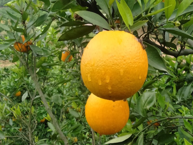 金秀夏橙，保健水果，甜蜜清新，欢迎地头采购