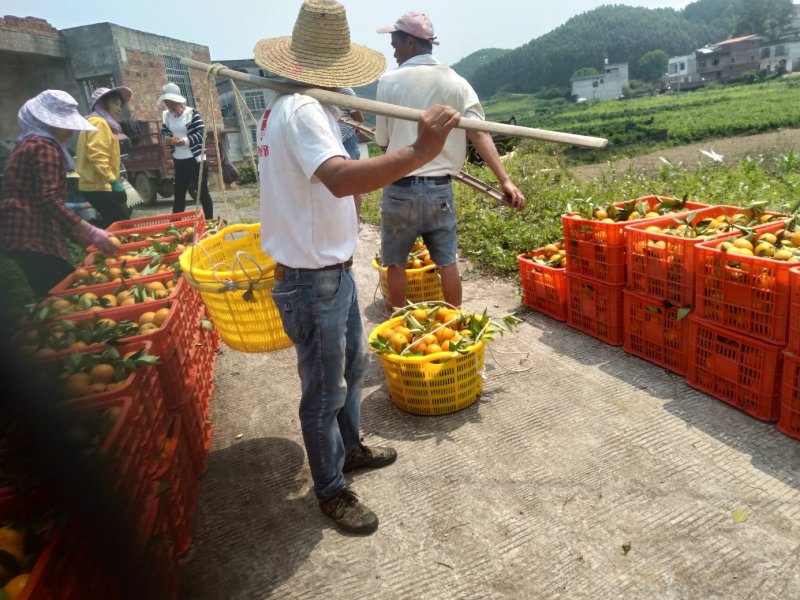 金秀夏橙，保健水果，甜蜜清新，欢迎地头采购