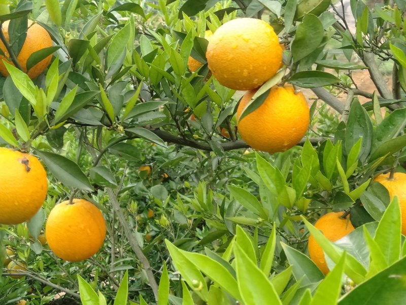 金秀夏橙，保健水果，甜蜜清新，欢迎地头采购