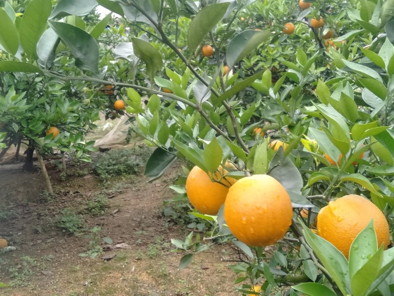 金秀夏橙，保健水果，甜蜜清新，欢迎地头采购
