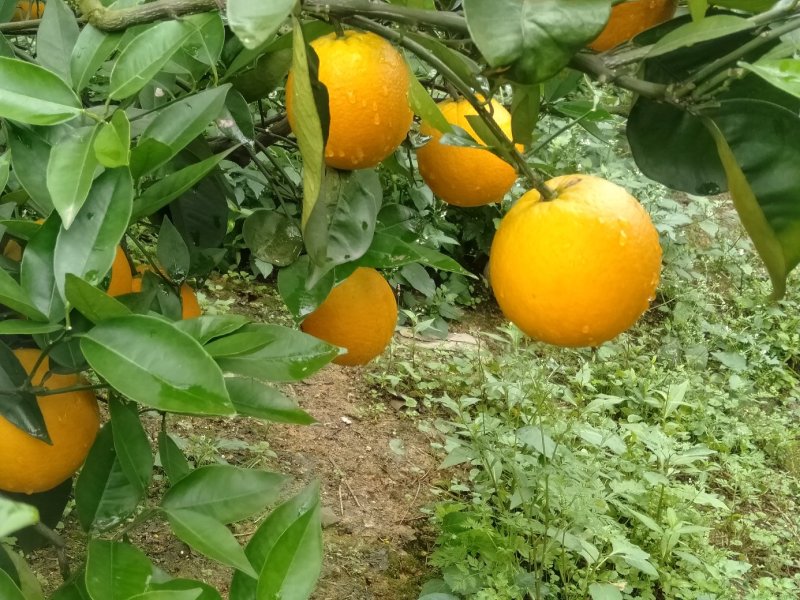 金秀夏橙，保健水果，甜蜜清新，欢迎地头采购
