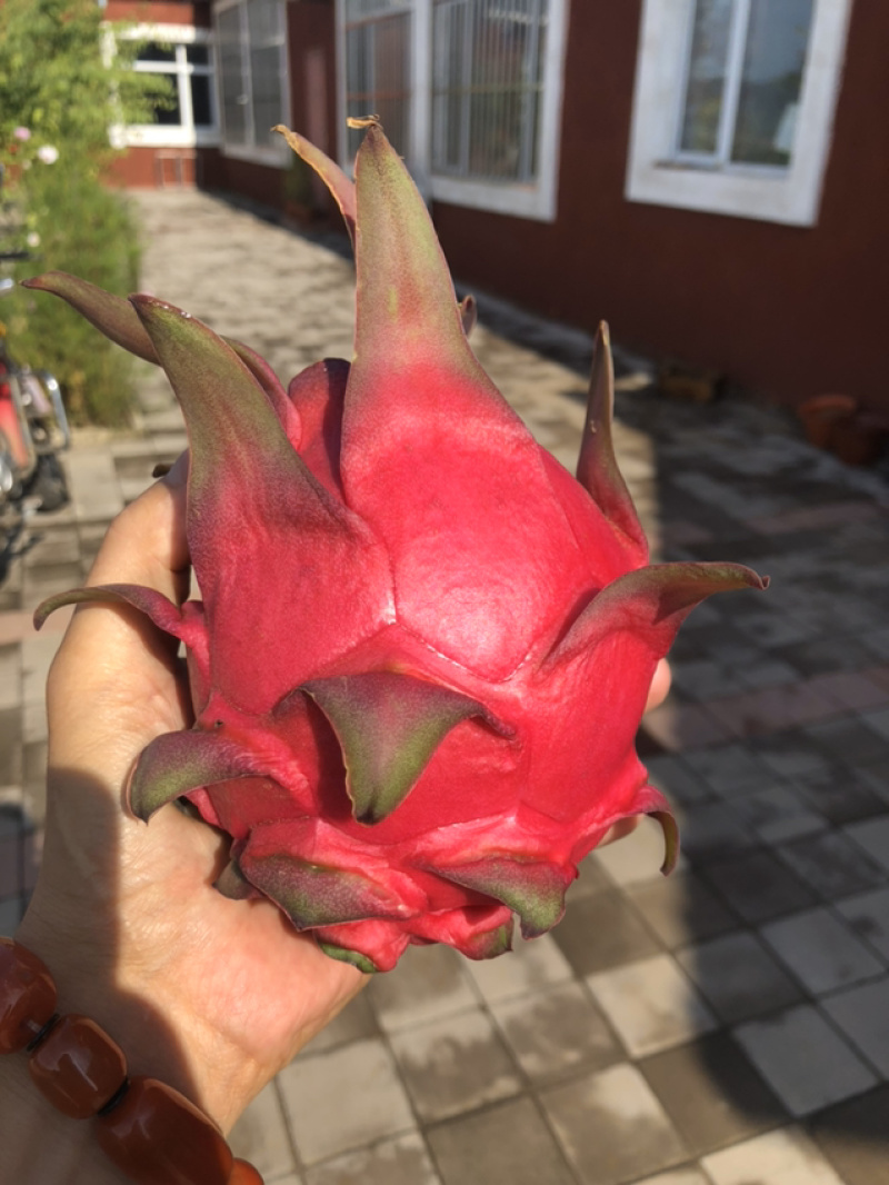 红心火龙果苗，特甜自授粉，抗病能力强，果大产量高。