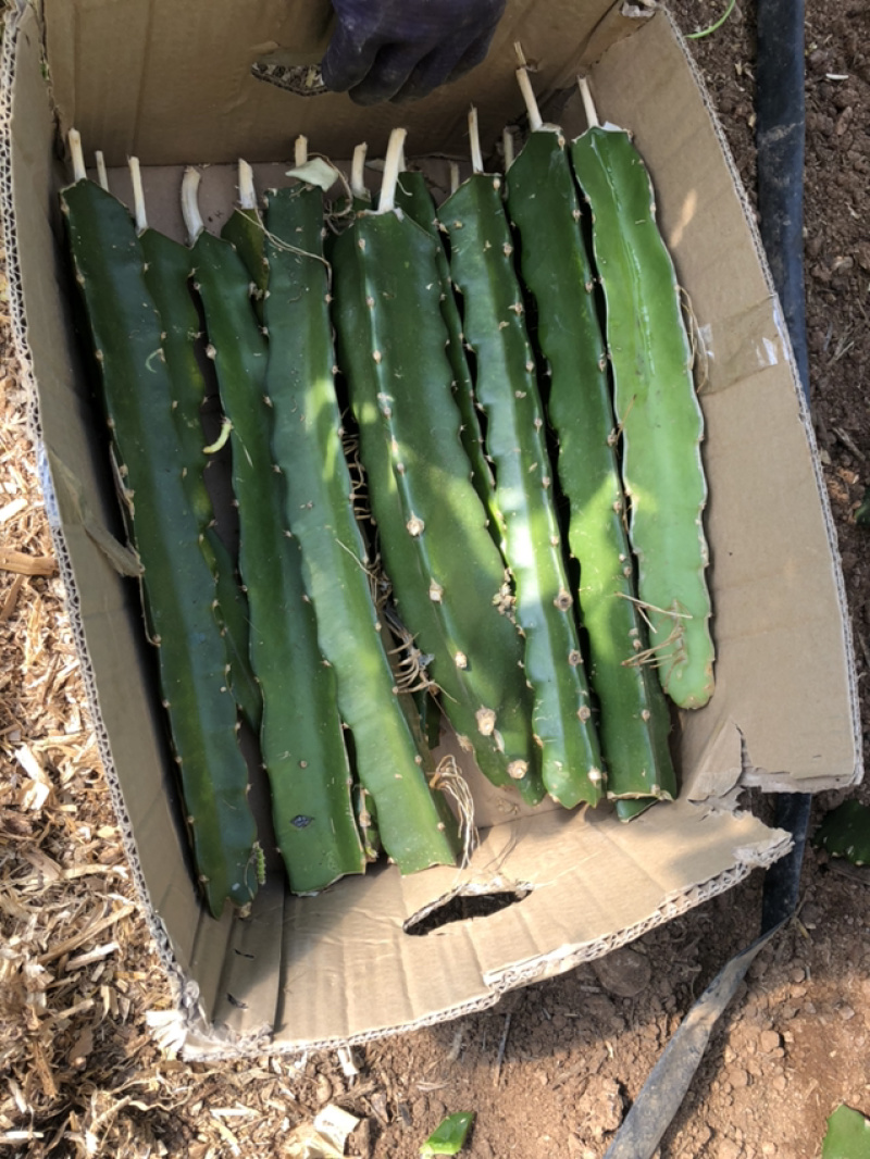 红心火龙果苗，特甜自授粉，抗病能力强，果大产量高。