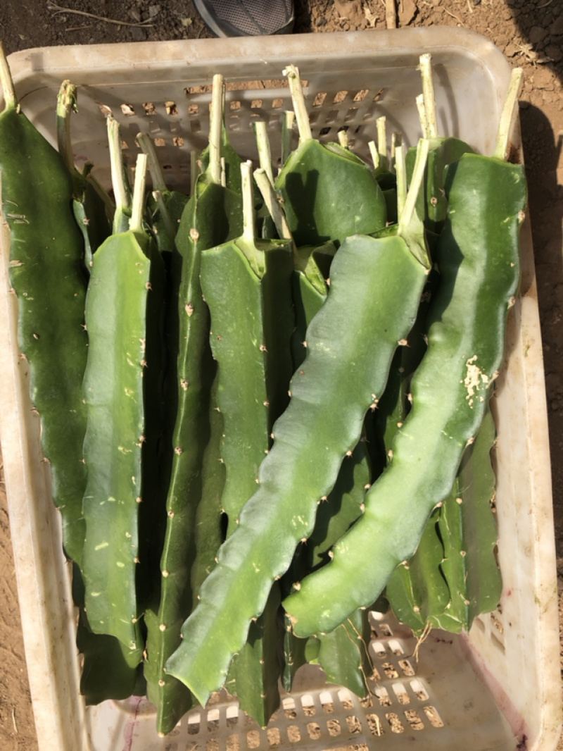 红心火龙果苗，特甜自授粉，抗病能力强，果大产量高。