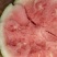专业大棚西瓜8424，嘉年华，口感好，含糖高。