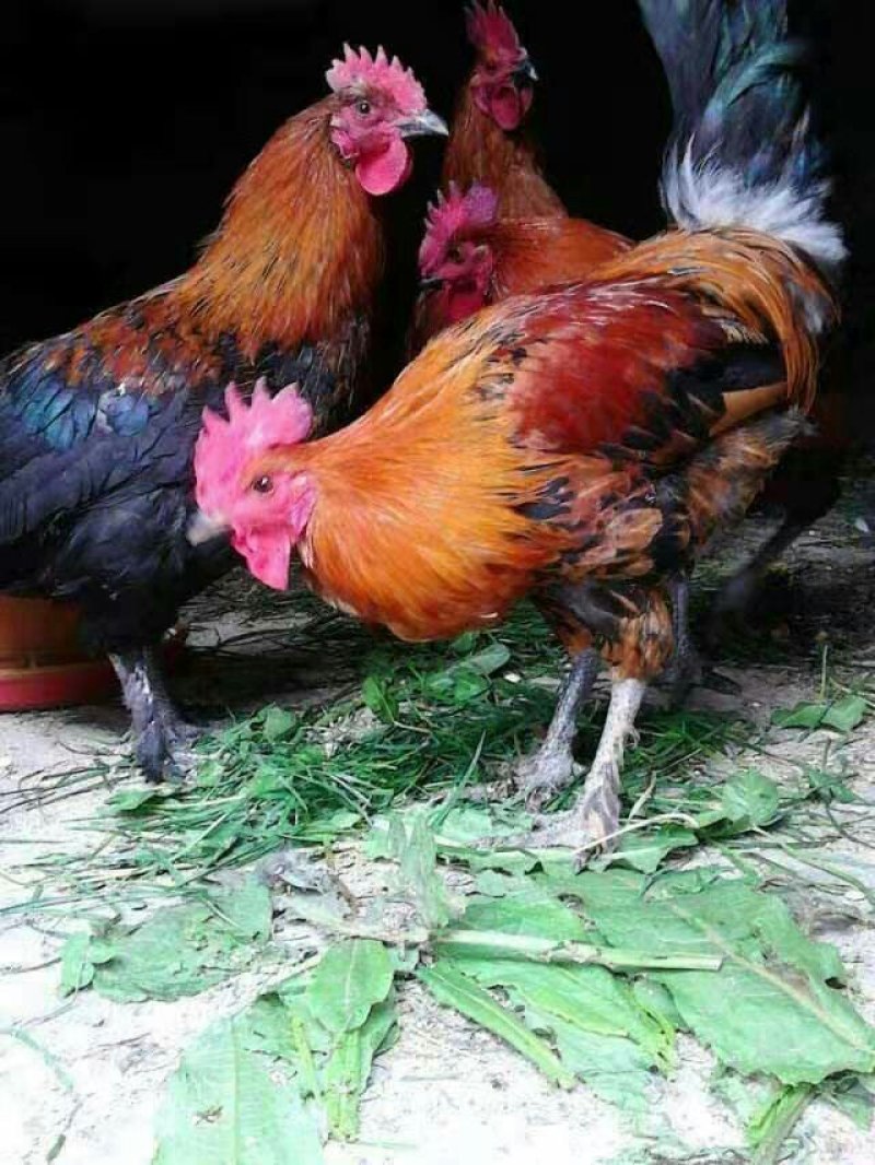 鸡苗，黑瑶鸡苗，诚信企业，技术指导，运输包活