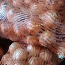 新鲜精品黄皮洋葱上市中，质量好价格低有需要的联系。
