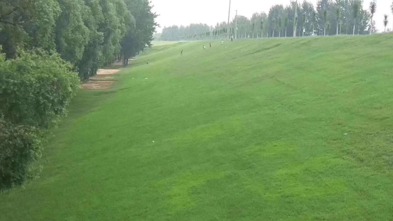 狗牙耐热根草种狗牙根草坪种子进口狗牙根草坪种子道路绿化