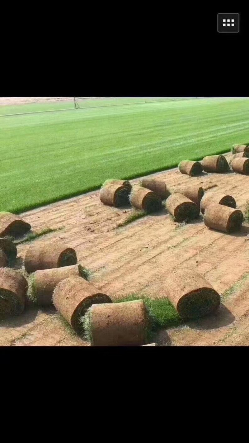 狗牙耐热根草种狗牙根草坪种子进口狗牙根草坪种子道路绿化