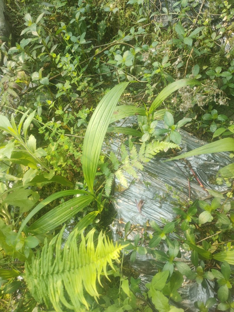 移栽了两年紫花三叉大白芨苗出售，绝对自己农场基地一手货。