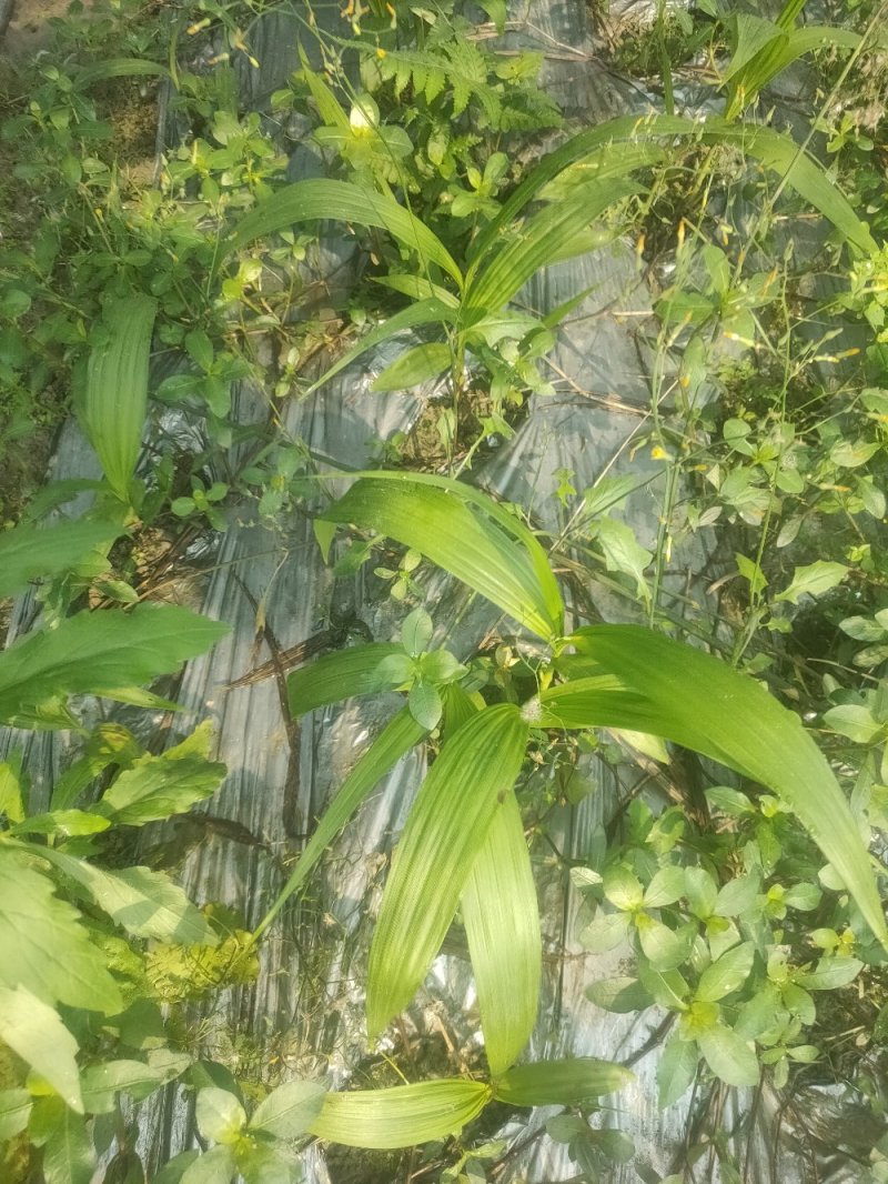 移栽了两年紫花三叉大白芨苗出售，绝对自己农场基地一手货。
