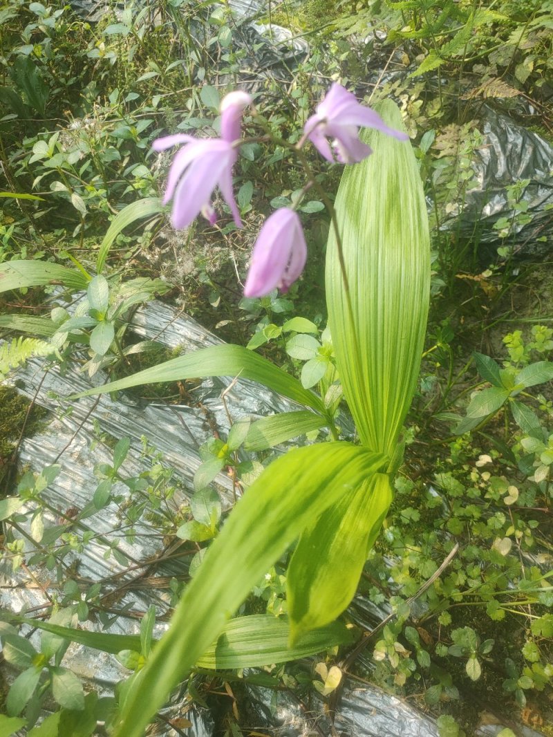 移栽了两年紫花三叉大白芨苗出售，绝对自己农场基地一手货。
