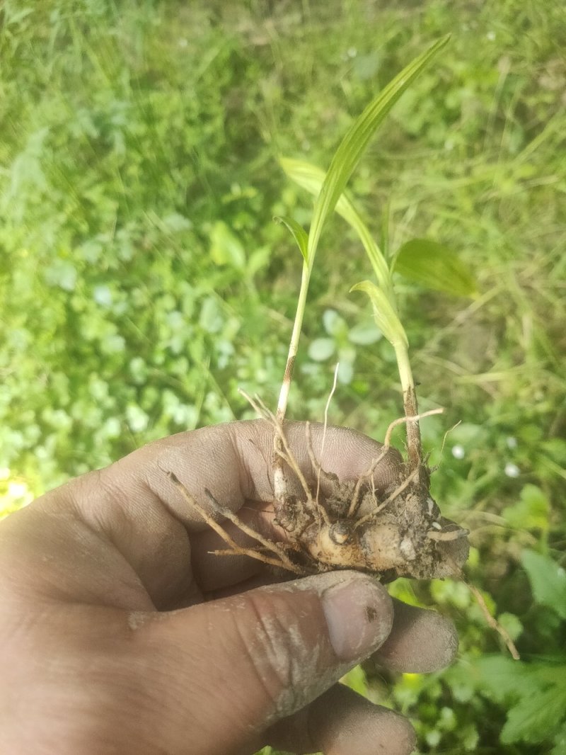 移栽了两年紫花三叉大白芨苗出售，绝对自己农场基地一手货。