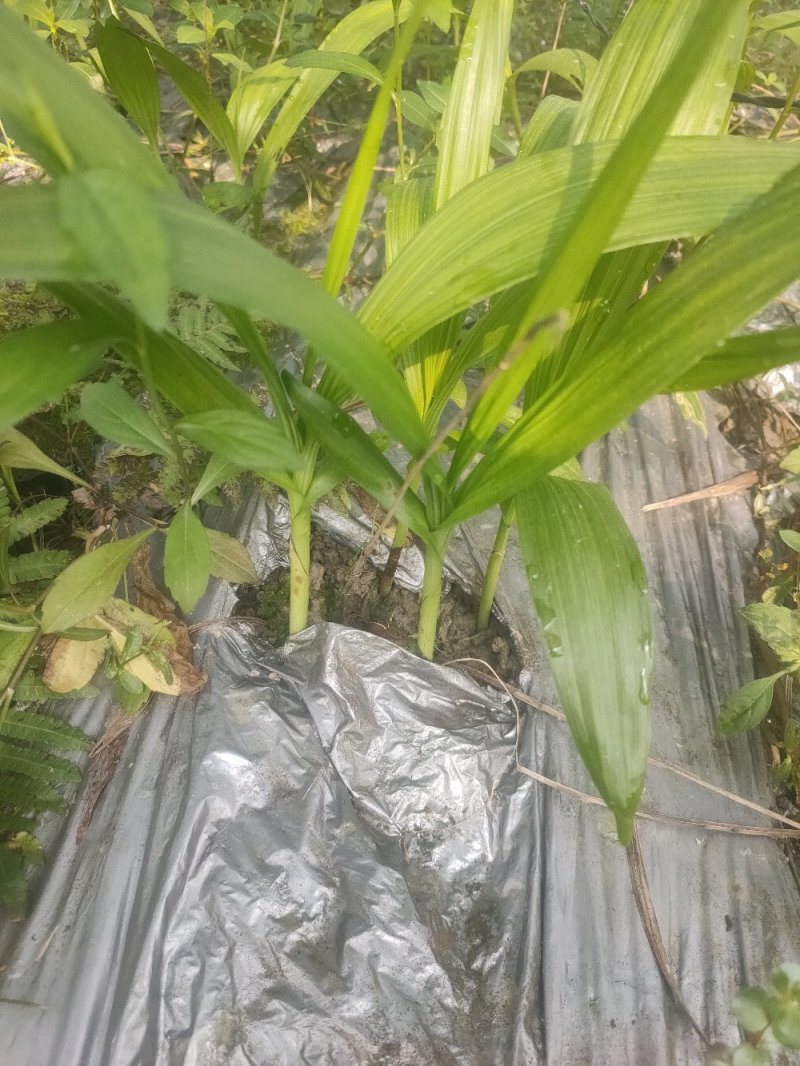 移栽了两年紫花三叉大白芨苗出售，绝对自己农场基地一手货。