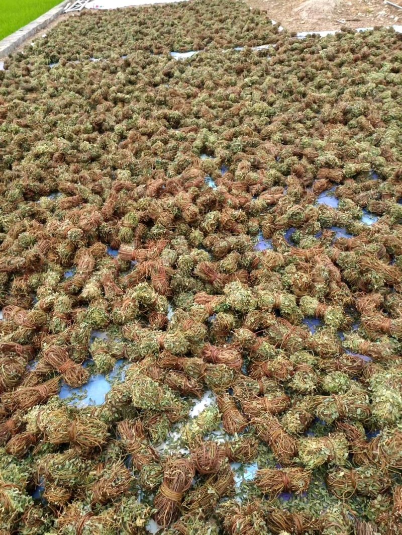 广西鸡骨草，小扎把，切段都有，一斤十把左右，新鲜干净干货