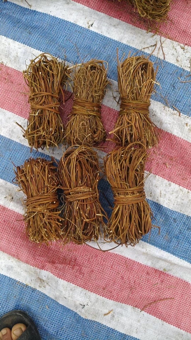 广西鸡骨草，小扎把，切段都有，一斤十把左右，新鲜干净干货