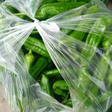 大棚精品泡椒青辣椒上市中，质量好价格便宜有需要的联系。