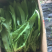 油麦菜