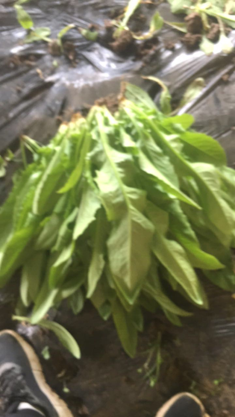 油麦菜