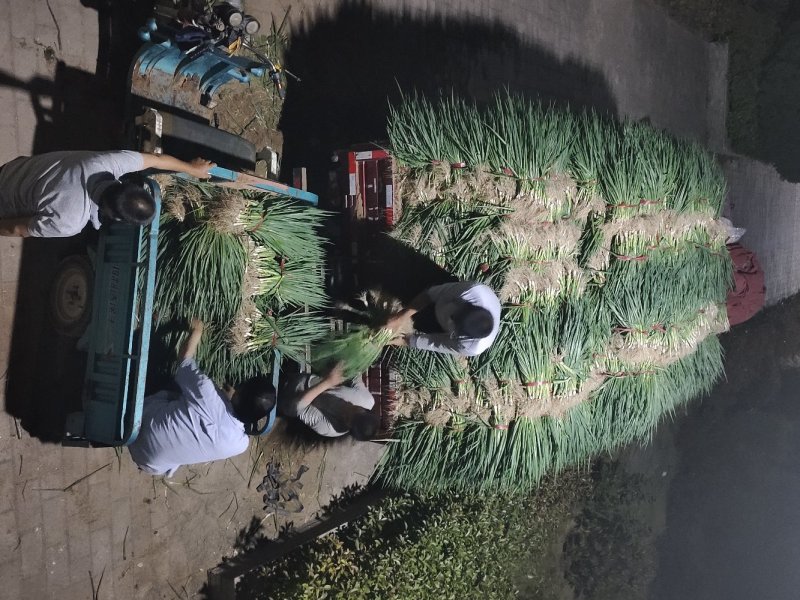 陕西大荔长白大葱葱苗！伟二，民丰，90白保证品种纯度！