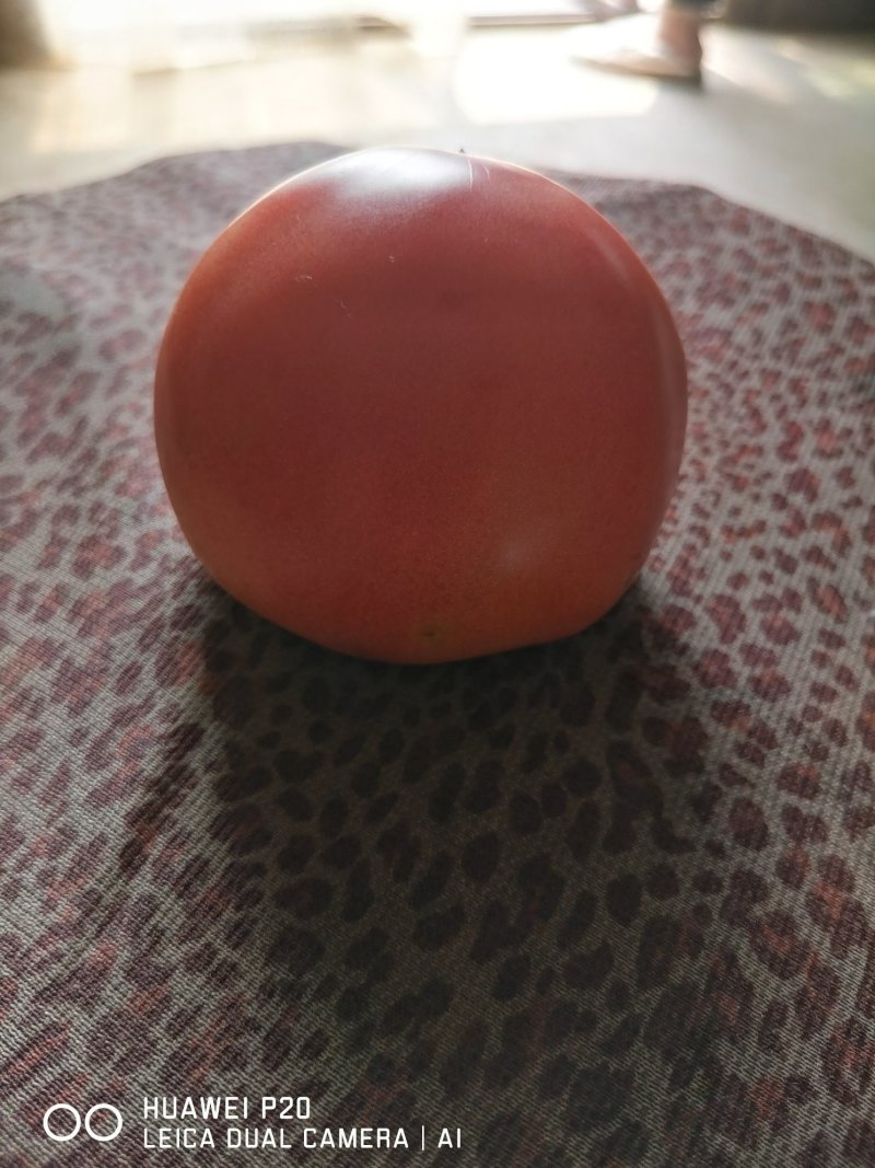硬粉西红柿