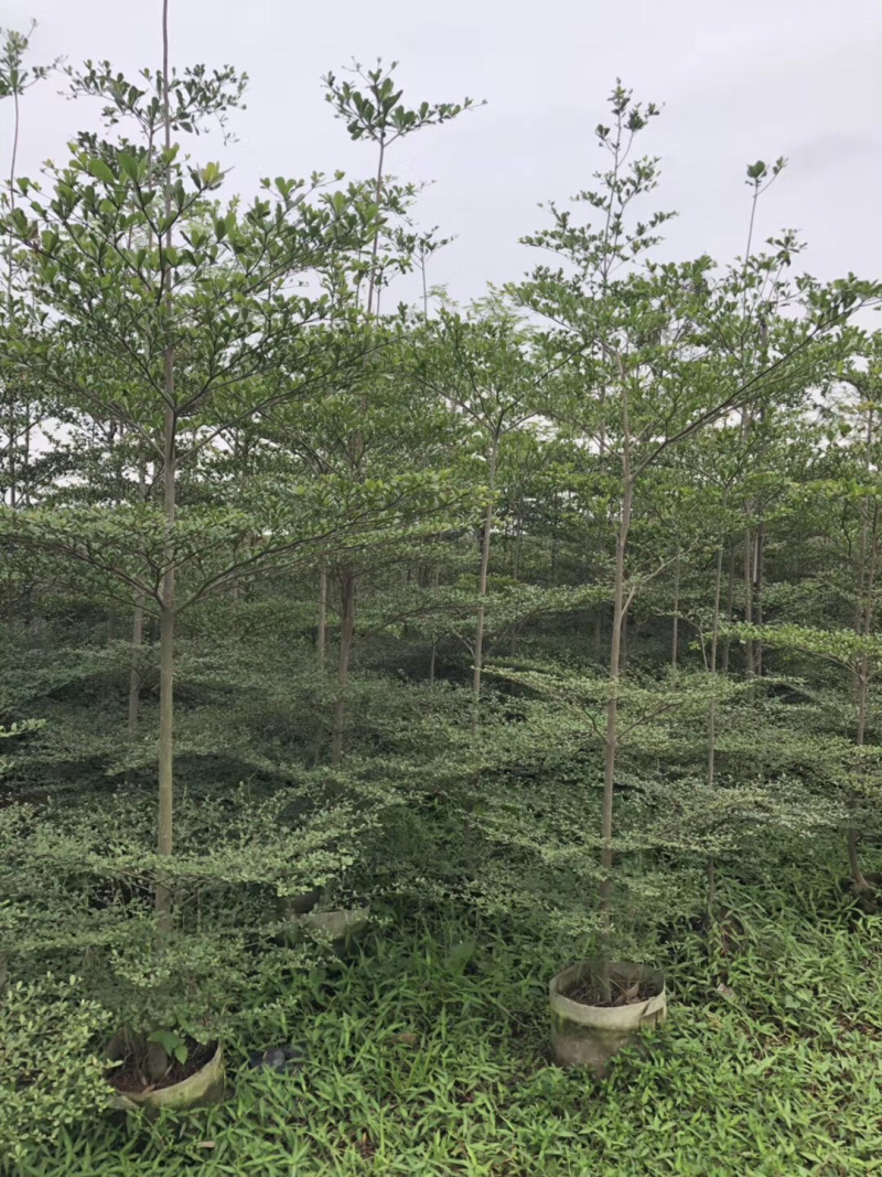 大量出售2-6公分小叶榄仁，价格美丽，需要请联系