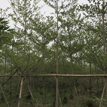 大量出售2-6公分小叶榄仁，价格美丽，需要请联系