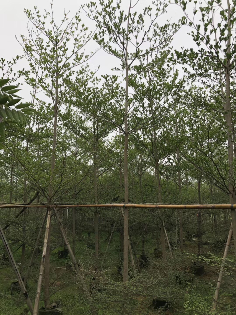 大量出售2-6公分小叶榄仁，价格美丽，需要请联系
