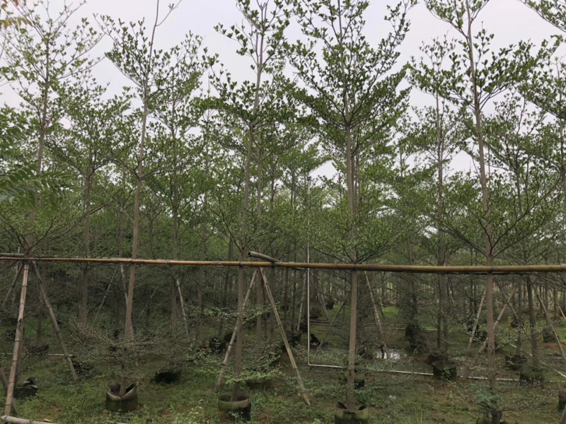 大量出售2-6公分小叶榄仁，价格美丽，需要请联系
