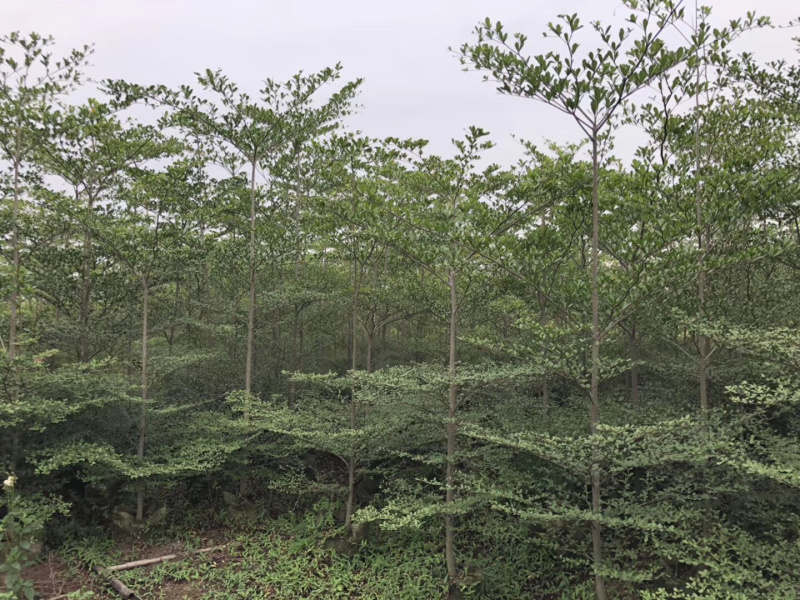 大量出售2-6公分小叶榄仁，价格美丽，需要请联系
