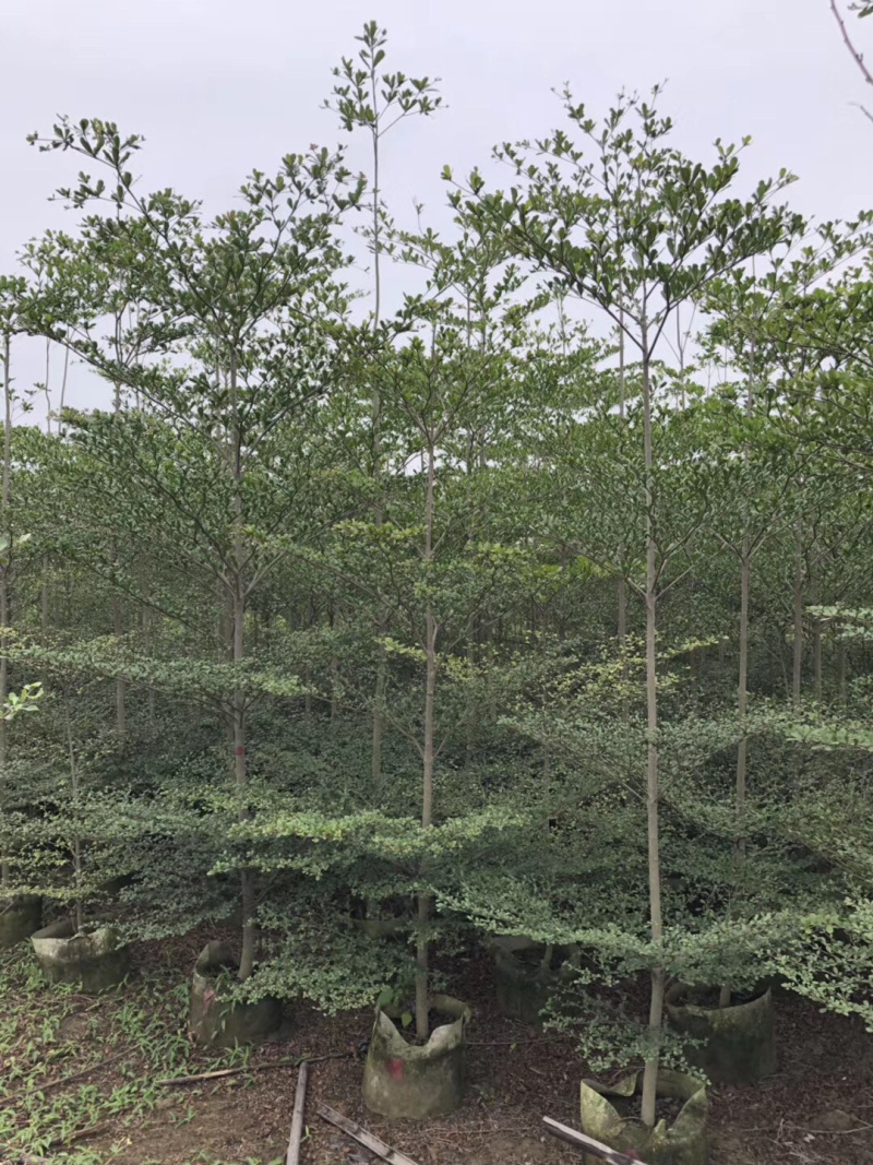 大量出售2-6公分小叶榄仁，价格美丽，需要请联系