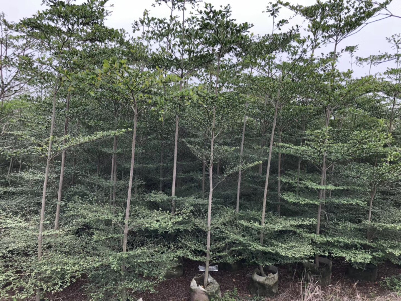 大量出售2-6公分小叶榄仁，价格美丽，需要请联系
