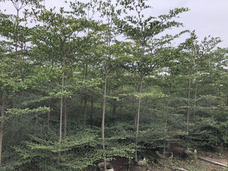 大量出售2-6公分小叶榄仁，价格美丽，需要请联系