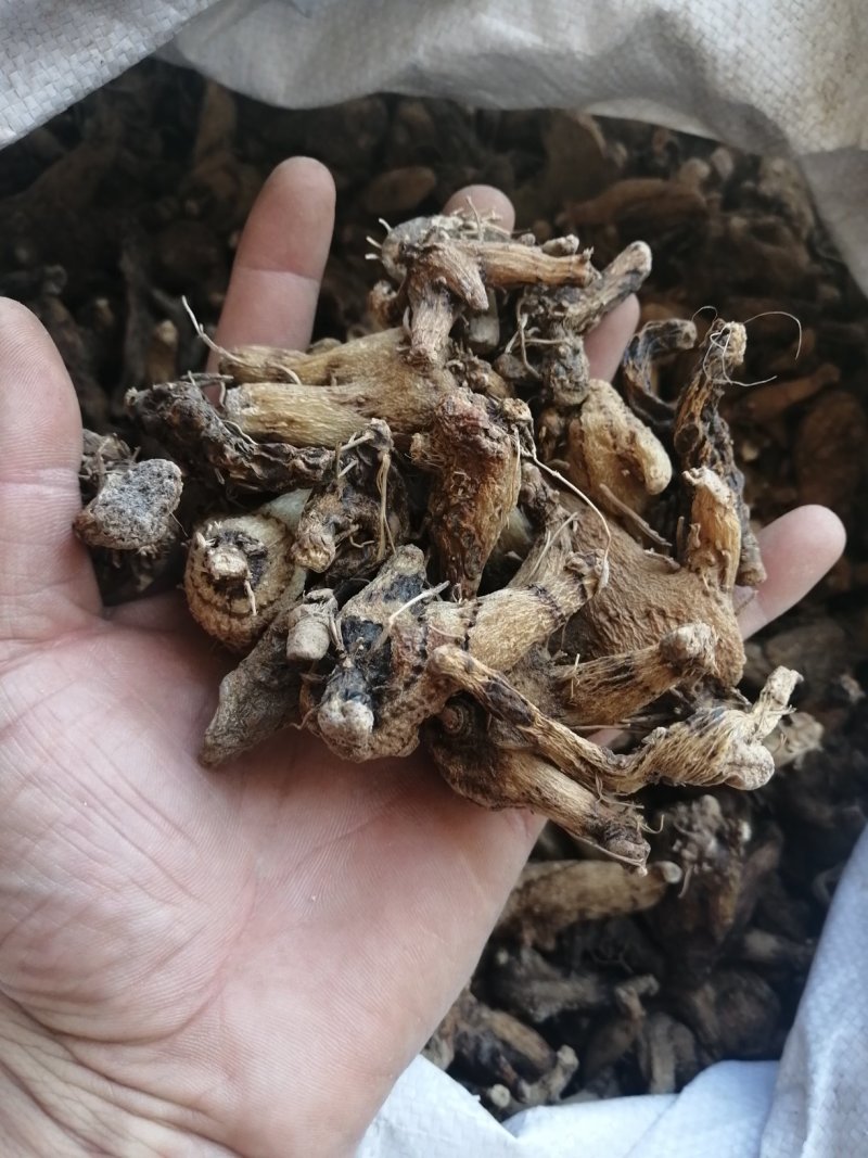 产地直销白及，常年经营，