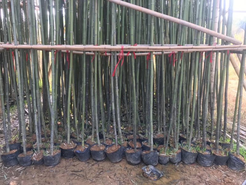 容器苗竹子批发，大量现货