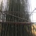 容器苗竹子批发，大量现货