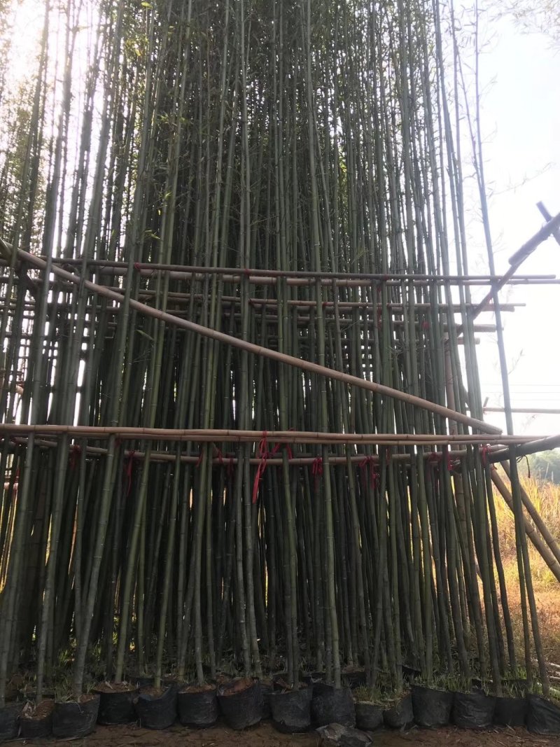 容器苗竹子批发，大量现货