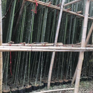 容器苗竹子批发，大量现货