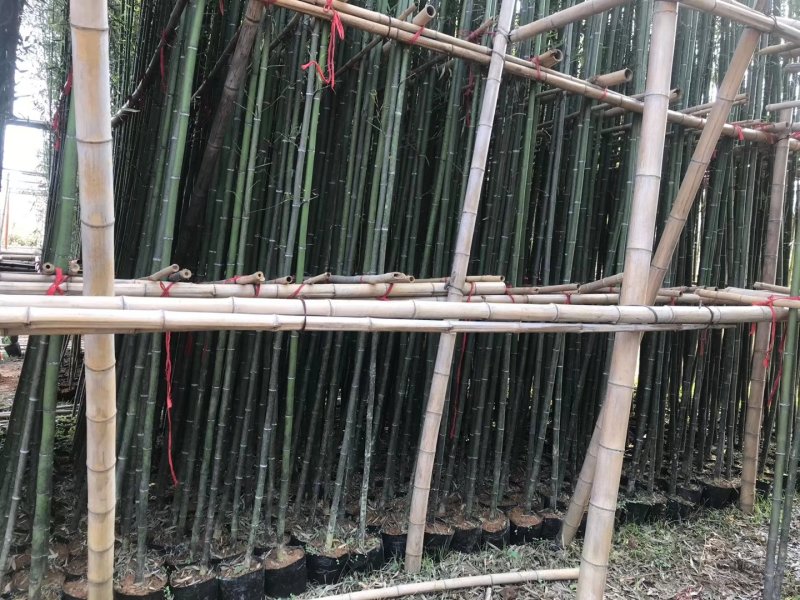 容器苗竹子批发，大量现货