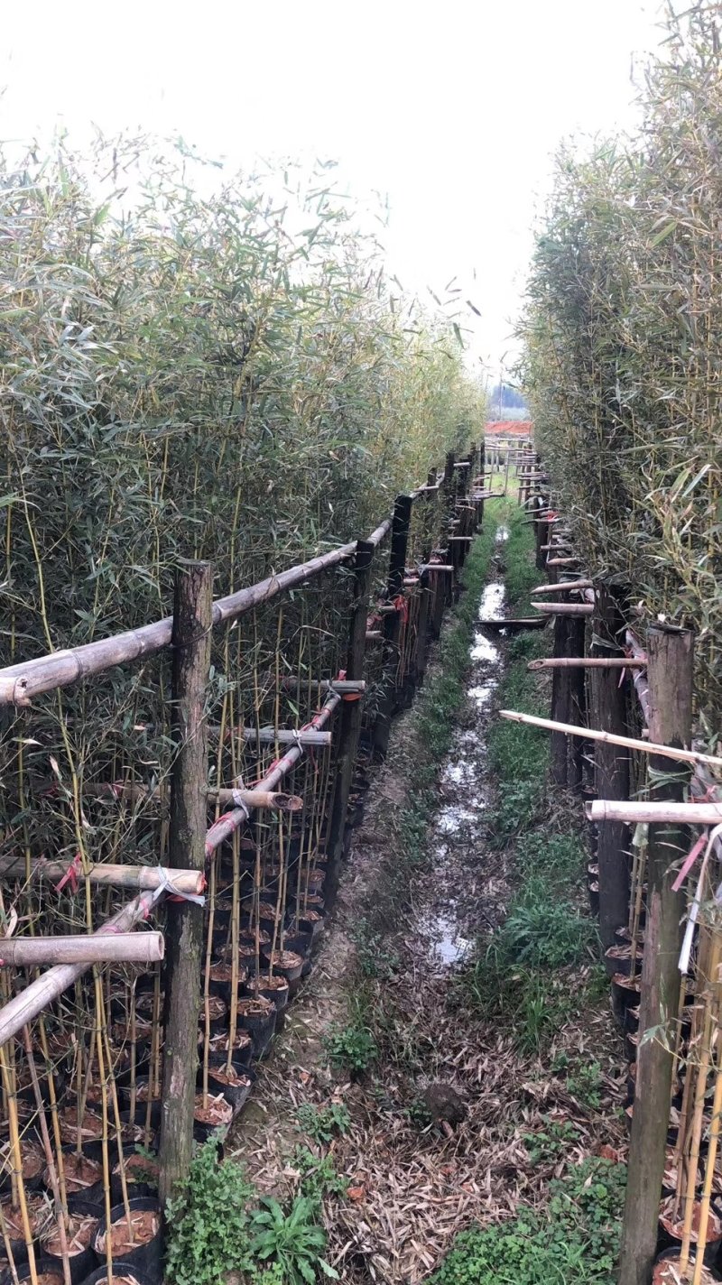 容器苗竹子批发，大量现货